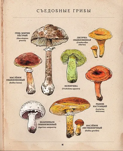 Грибы. Удивительные и малоизвестные факты из жизни грибов - фото 5