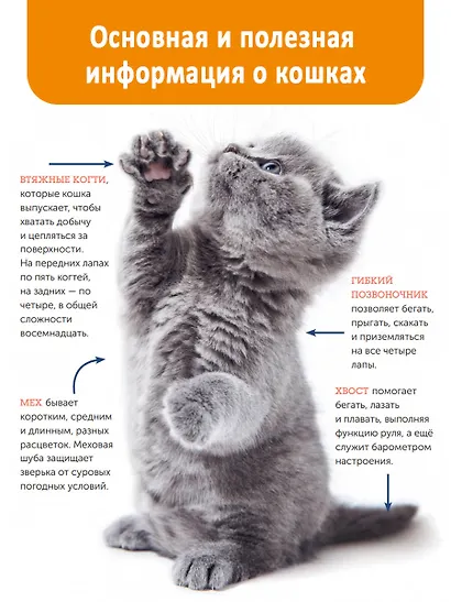 Кошки. Полное руководство для детей - фото 4