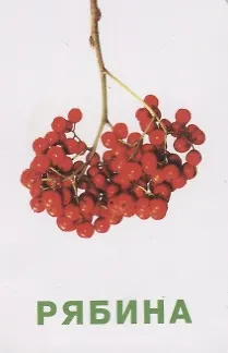 Фрукты и ягоды. Развивающие карточки - фото 4