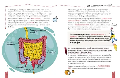 Этому в школе не научат! Реальная биология. Как устроено тело человека - фото 8