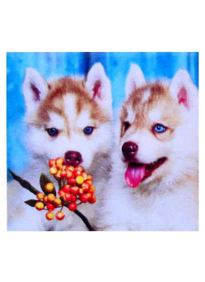 Алмазная мозаика квадрат. 20x20 (класс.) (24 цв.) Пушистые щенки Хаски. ( Арт. F2-026) - фото 1