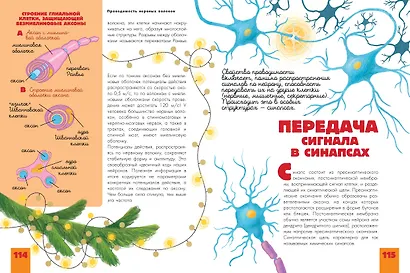 Человек. Исследуем тело и мозг человека - фото 7
