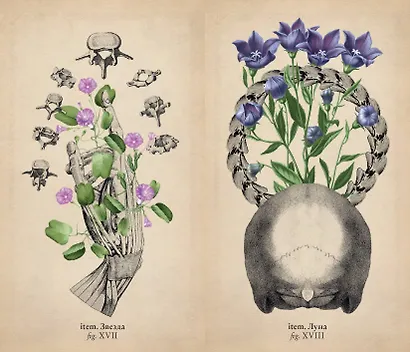 Antique Anatomy Tarot. Таро античной анатомии - фото 10