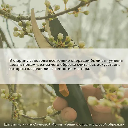 Энциклопедия садовой обрезки - фото 7