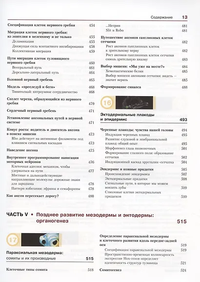 Биология развития - фото 8