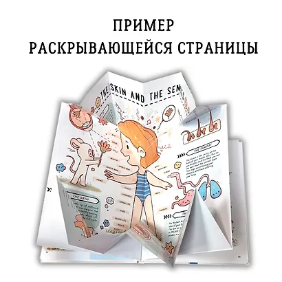 Книга с секретами. Секреты тела человека - фото 12