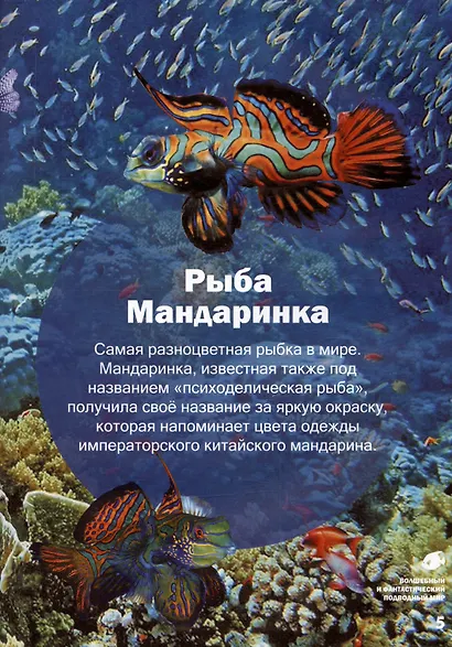 Волшебный и фантастический подводный мир - фото 3