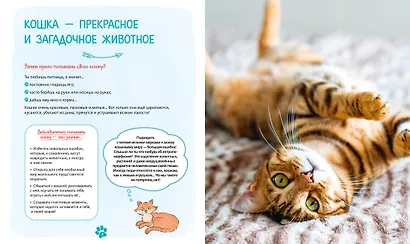 Я и моя кошка. Как понять питомца и стать ему другом - фото 9