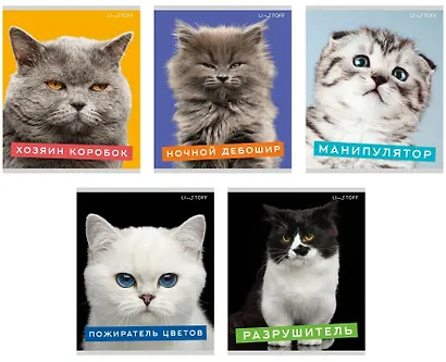 Тетрадь А5 96л кл. "Характер котика" скрепка, мелов.картон, глянц.ламинация, термопленка, офсет, 5 видов - фото 1