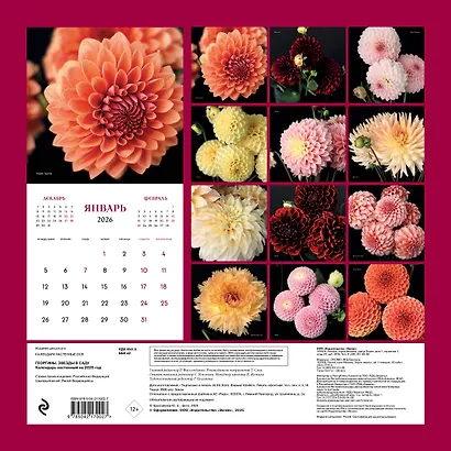 Георгины. Звезды в саду. Календарь настенный на 2026 год (300х300 мм) - фото 7