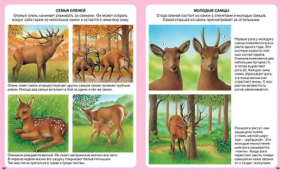 Жизнь леса - фото 6