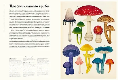 Грибы - фото 4