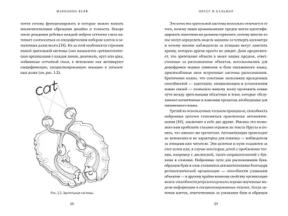 Пруст и кальмар. Нейробиология чтения - фото 5