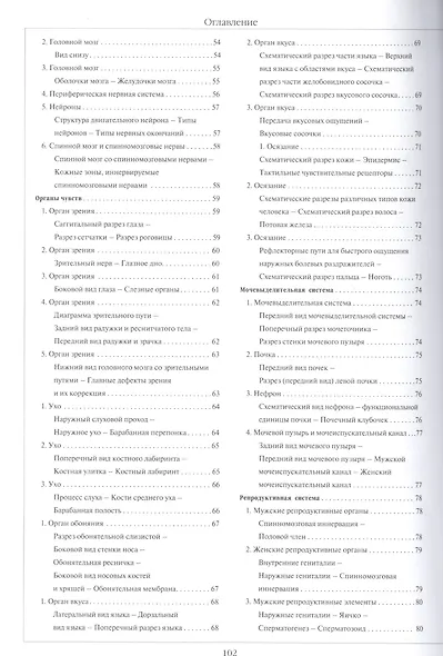 Атлас анатомии человека - фото 4