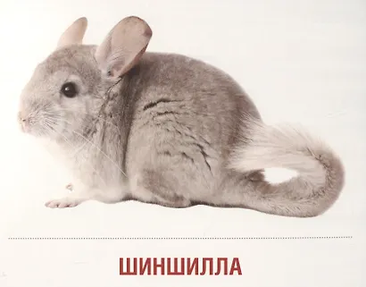 Домашние питомцы. 16 демонстрационных картинок с текстом на обороте - фото 2