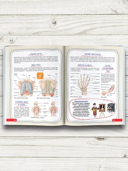 Атлас анатомии человека - фото 6