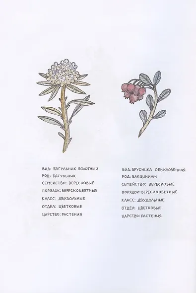 Азбука северных растений - фото 4
