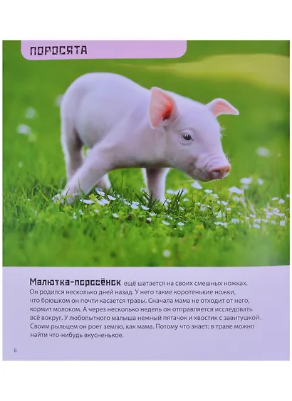 Это мой малыш! Детеныши разных животных - фото 4