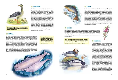 Природа России. Иллюстрированная энциклопедия - фото 10