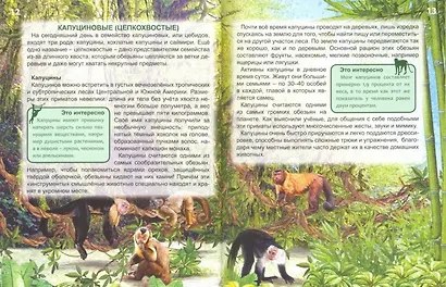 ЭНЦИКЛОПЕДИЯ. ХОЧУ ЗНАТЬ. ОБЕЗЬЯНЫ - фото 2