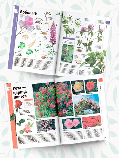 Деревья, листья, цветы и семена - фото 4