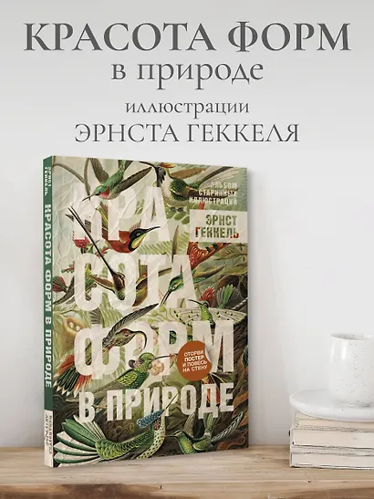 Красота форм в природе. Альбом старинных иллюстраций - фото 4