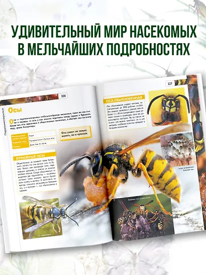 Насекомые - фото 5