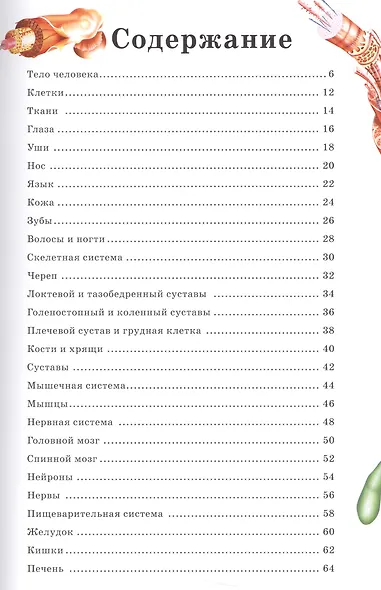 Тело человека - фото 2