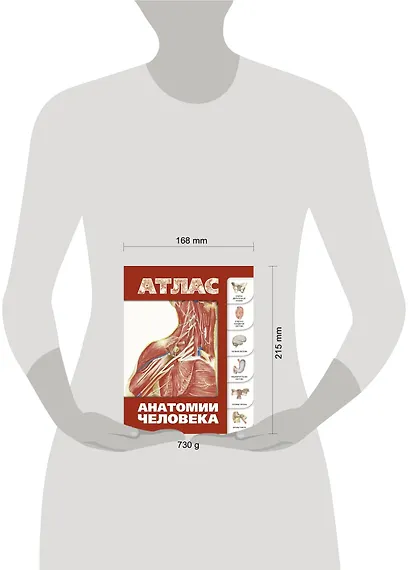 Атлас анатомии человека(инт.пер.) - фото 3