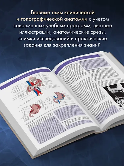 Основы клинической анатомии. Иллюстрированный атлас нозологий и патологий - фото 5