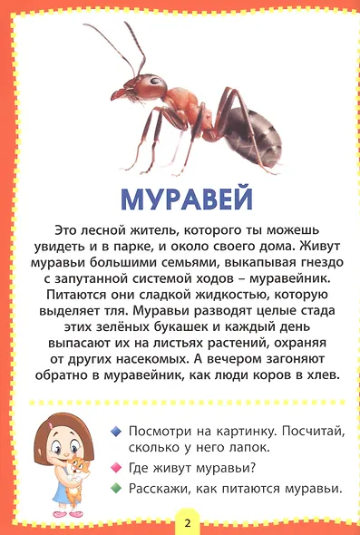 Насекомые. Фотокнига для самых маленьких - фото 2