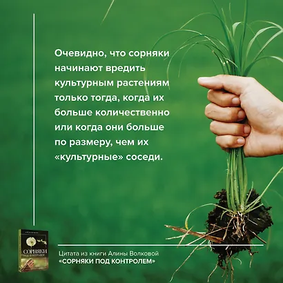 Сорняки под контролем. Избавляемся от нежелательных соседей - фото 7