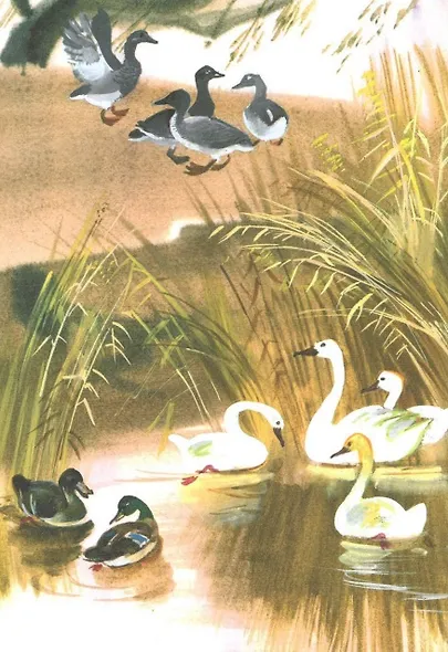 Серая шейка - фото 5