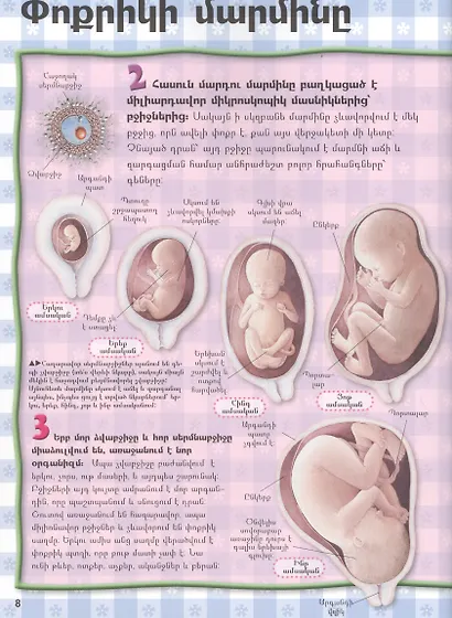 100 фактов. Тело человека (на армянском языке) - фото 4