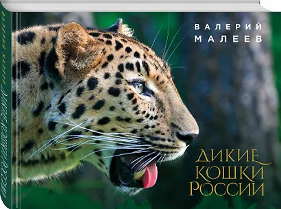 Дикие кошки России: иллюстрированный авторский фотоальбом - фото 3