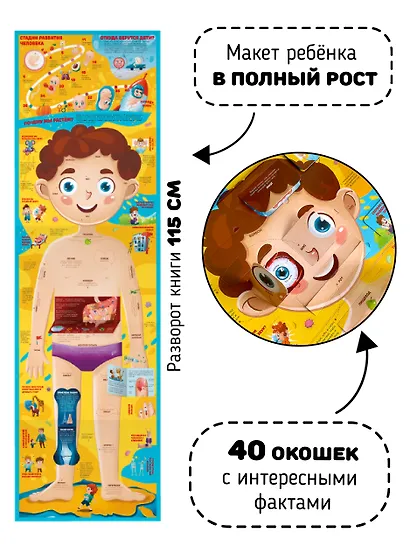 Книга с окошками "Что внутри человека?" - фото 4