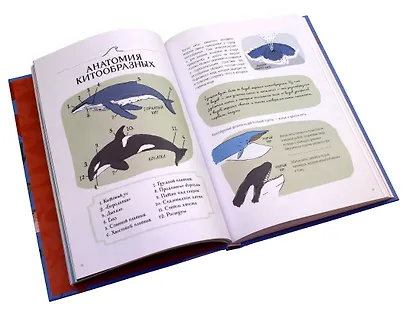 Анатомия океана. Занимательные детали жизни подводного мира - фото 4