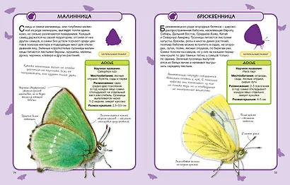 Бабочки - фото 7