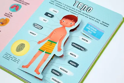 Тело человека - фото 7