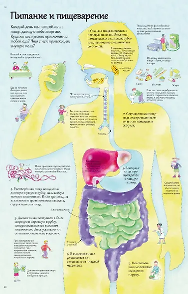 Открой тайны человека. 52 секретные створки - фото 2