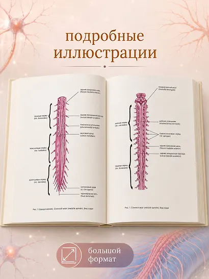 Атлас анатомии человека. Нервная система - фото 5