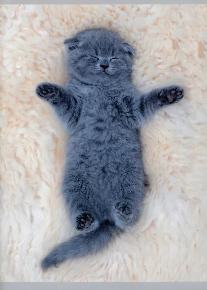 Тетрадь в клетку Listoff, "Погладь кота", А4, 80 листов - фото 1