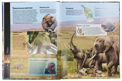 Животные. Виртуальная реальность - фото 4