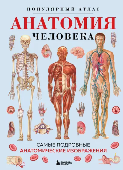 Анатомия человека. Популярный атлас. Самые подробные анатомические изображения - фото 1