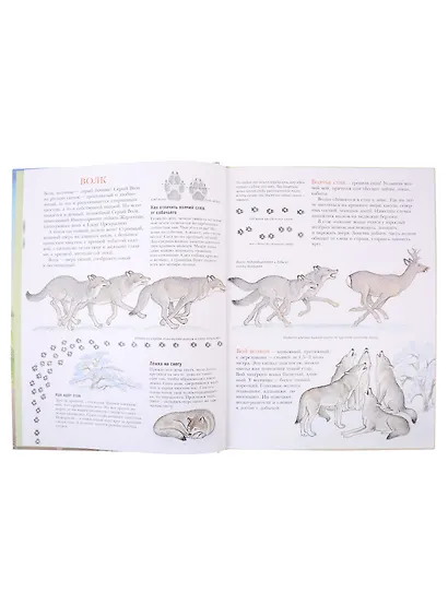 Следы - фото 3