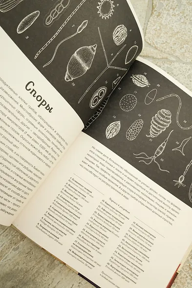 Грибариум - фото 9