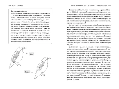 Зачем мы бежим, или Как догнать свою антилопу. Новый взгляд на эволюцию человека - фото 6