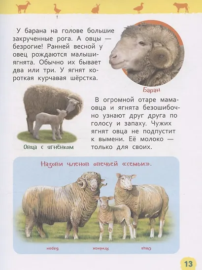 Домашние животные (Энциклопедия для детского сада) - фото 5