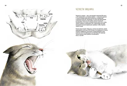 Невероятные коты. Всё, что нужно знать о любимых питомцах - фото 15