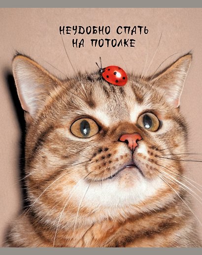 Тетрадь общая «Ох уж эти котики», 48 листов в клетку, А5, в ассортименте - Listoff - фото 4
